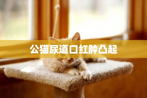 公貓尿道口紅腫凸起