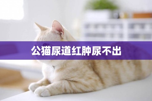 公貓尿道紅腫尿不出