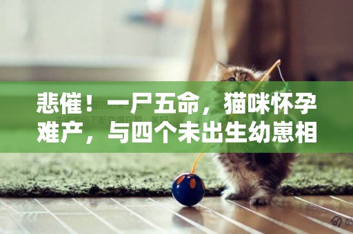 悲催！一尸五命，貓咪懷孕難產，與四個未出生幼崽相繼離世 