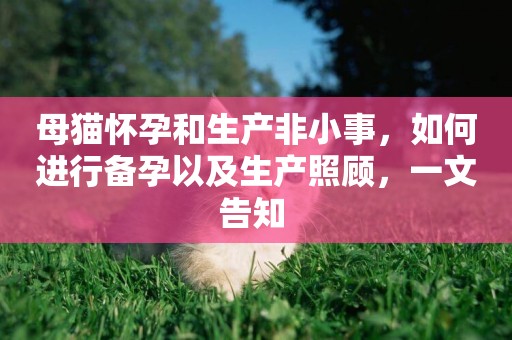 母貓懷孕和生產非小事，如何進行備孕以及生產照顧，一文告知 