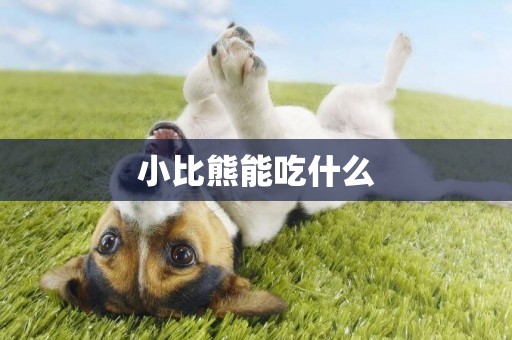 小比熊能吃什么