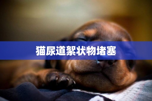 貓尿道絮狀物堵塞