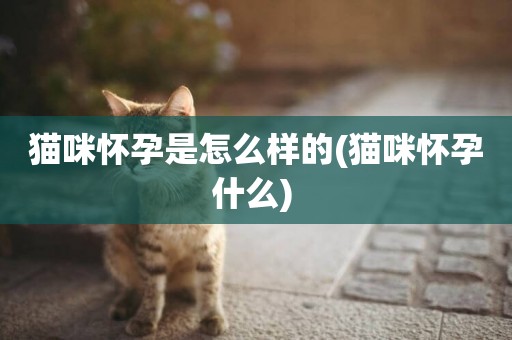 貓咪懷孕是怎么樣的(貓咪懷孕什么) 