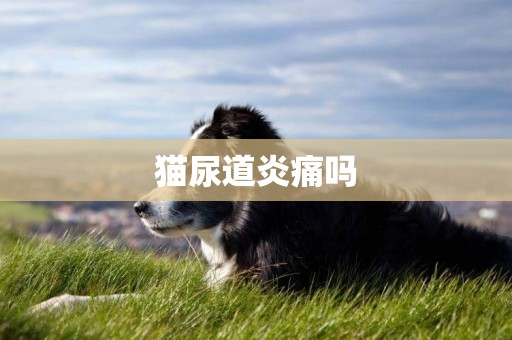 貓尿道炎痛嗎