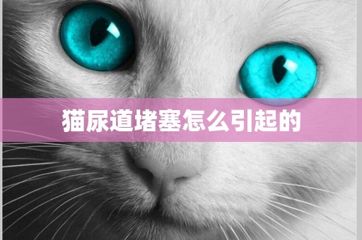 貓尿道堵塞怎么引起的