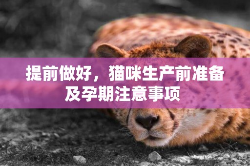 提前做好，貓咪生產前準備及孕期注意事項 