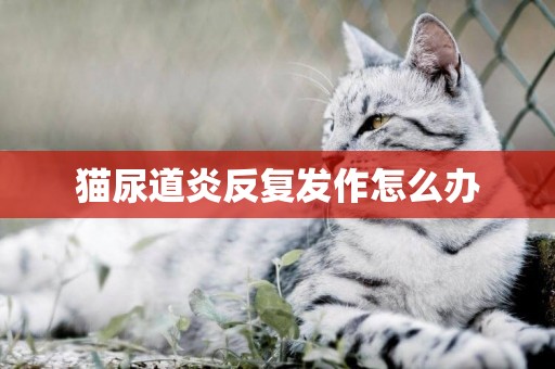 貓尿道炎反復發作怎么辦