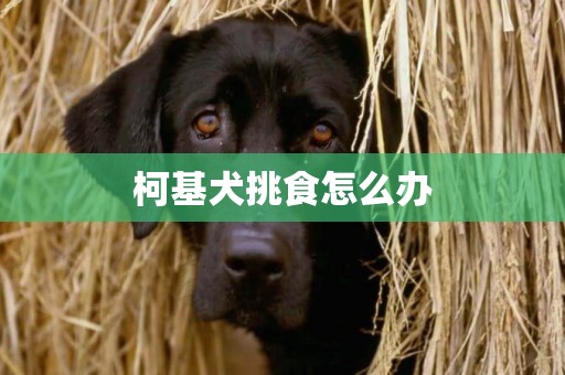 柯基犬挑食怎么辦