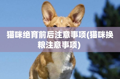貓咪絕育前后注意事項(貓咪換糧注意事項) 