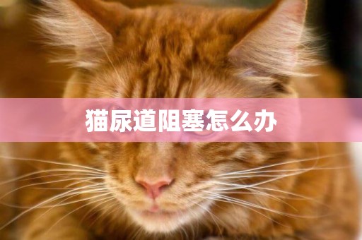 貓尿道阻塞怎么辦