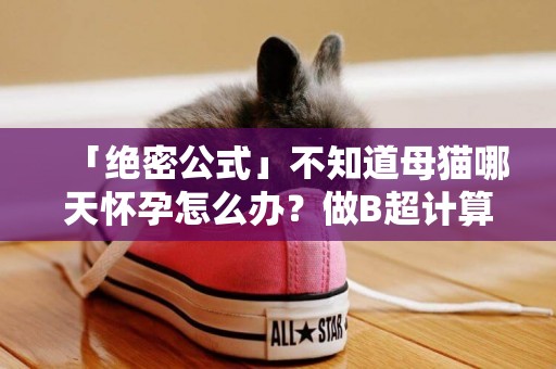 「絕密公式」不知道母貓哪天懷孕怎么辦？做B超計算小貓出生日期 
