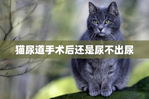 貓尿道手術后還是尿不出尿