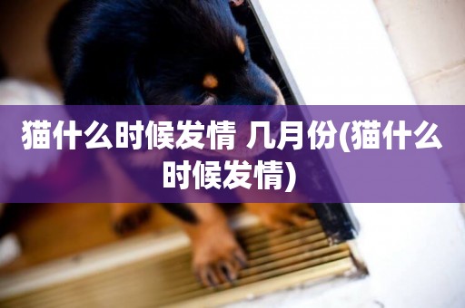貓什么時候發情 幾月份(貓什么時候發情) 