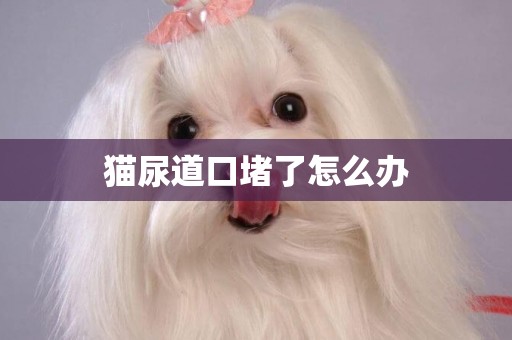 貓尿道口堵了怎么辦
