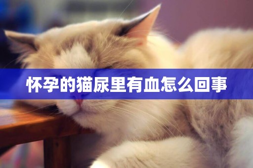 懷孕的貓尿里有血怎么回事