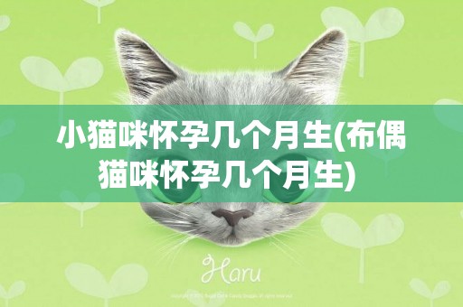 小貓咪懷孕幾個月生(布偶貓咪懷孕幾個月生) 