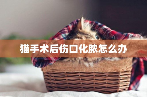 貓手術后傷口化膿怎么辦