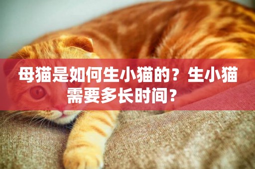 母貓是如何生小貓的？生小貓需要多長時間？ 