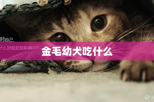 金毛幼犬吃什么
