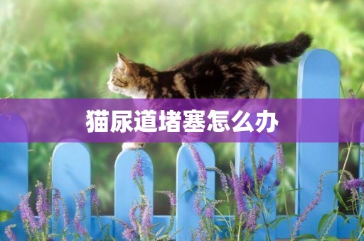 貓尿道堵塞怎么辦