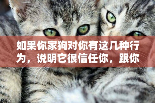如果你家狗對你有這幾種行為，說明它很信任你，跟你關系很親密 