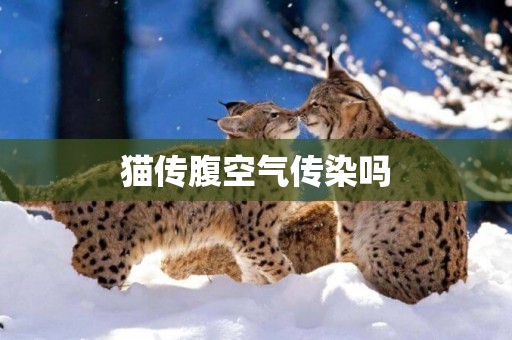 貓傳腹空氣傳染嗎