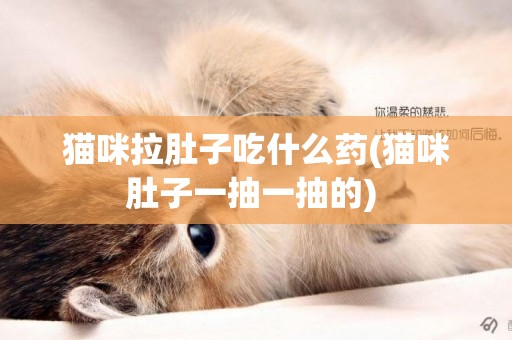 貓咪拉肚子吃什么藥(貓咪肚子一抽一抽的) 