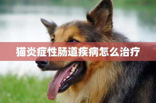 貓炎癥性腸道疾病怎么治療