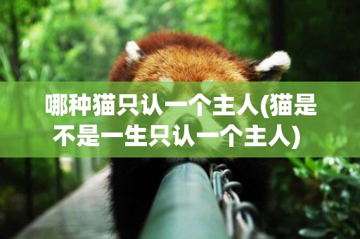 哪種貓只認一個主人(貓是不是一生只認一個主人) 