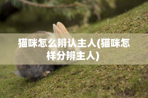 貓咪怎么辨認主人(貓咪怎樣分辨主人) 