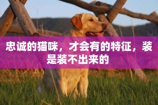 忠誠的貓咪，才會有的特征，裝是裝不出來的 