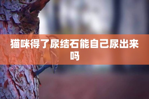 貓咪得了尿結石能自己尿出來嗎