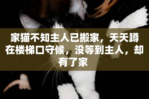 家貓不知主人已搬家，天天蹲在樓梯口守候，沒等到主人，卻有了家 