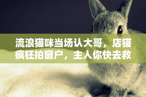 流浪貓咪當場認大哥，店貓瘋狂拍窗戶，主人你快去救我剛認的小弟 