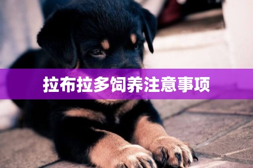 拉布拉多飼養注意事項