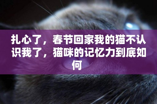 扎心了，春節回家我的貓不認識我了，貓咪的記憶力到底如何 