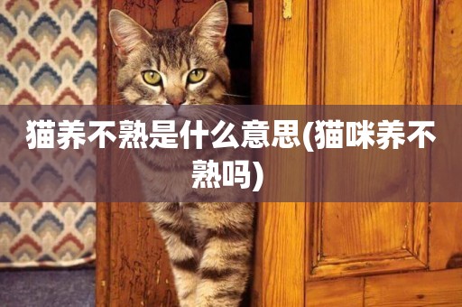 貓養不熟是什么意思(貓咪養不熟嗎) 
