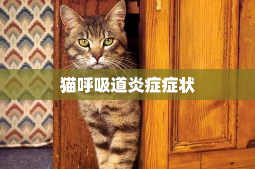 貓呼吸道炎癥癥狀