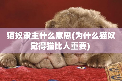貓奴隸主什么意思(為什么貓奴覺得貓比人重要) 