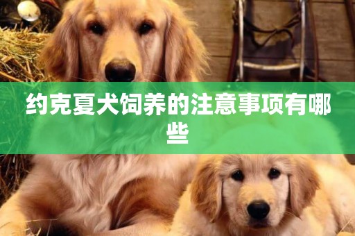 約克夏犬飼養的注意事項有哪些