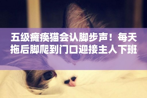 五級癱瘓貓會認腳步聲！每天拖后腳爬到門口迎接主人下班 