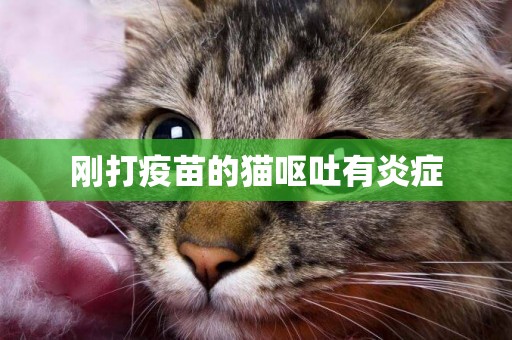 剛打疫苗的貓嘔吐有炎癥