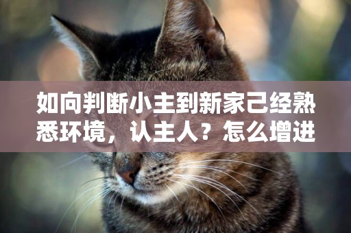 如向判斷小主到新家己經熟悉環境，認主人？怎么增進感情 