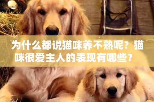 為什么都說貓咪養不熟呢？貓咪很愛主人的表現有哪些？ 