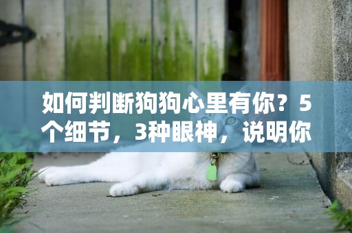 如何判斷狗狗心里有你？5個細節，3種眼神，說明你是它的人 