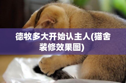 德牧多大開始認主人(貓舍裝修效果圖) 