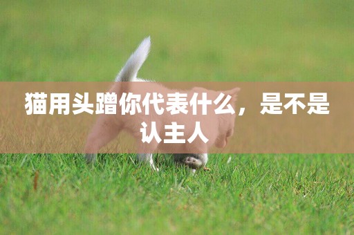 貓用頭蹭你代表什么，是不是認主人 