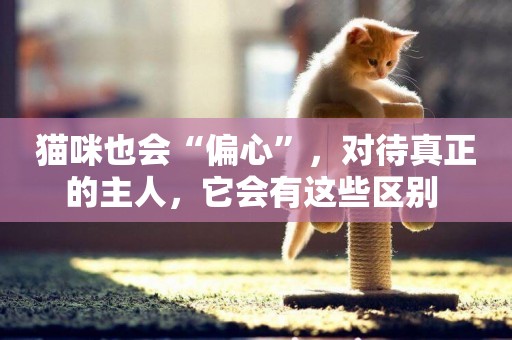 貓咪也會“偏心”，對待真正的主人，它會有這些區別 