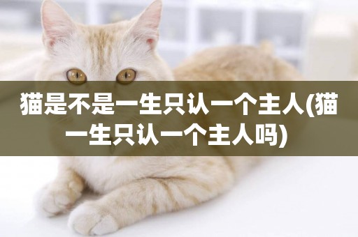 貓是不是一生只認一個主人(貓一生只認一個主人嗎) 