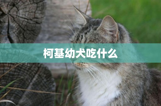 柯基幼犬吃什么